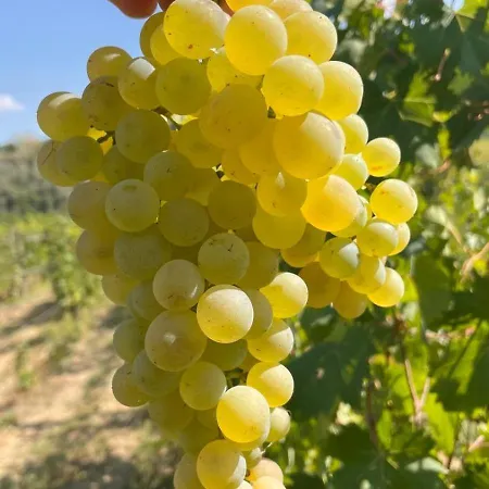 The Winemaker's House - La Collina La Casa Daire Casa Berta