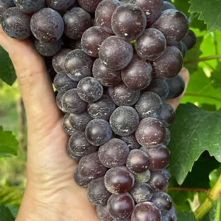 The Winemaker's House - La Collina La Casa Apartmán *